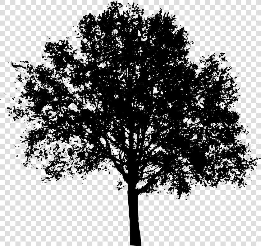 Tree Shadow Png   Silhouette Tree Vector Png  Transparent PngTransparent PNG