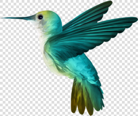 67105   Beija Flor Passaro Png  Transparent PngTransparent PNG