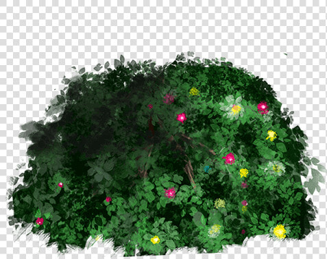 Grass   Marguerite Daisy  HD Png DownloadTransparent PNG