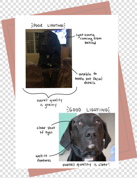 Goodlighting Example   Labrador Retriever  HD Png DownloadTransparent PNG