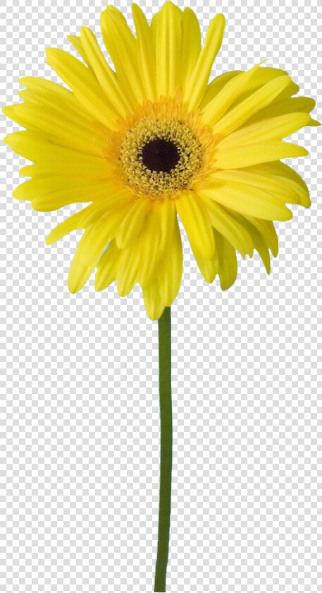 Common Yellow Flowers Transprent   Yellow Flower Clipart Png Free  Transparent PngTransparent PNG