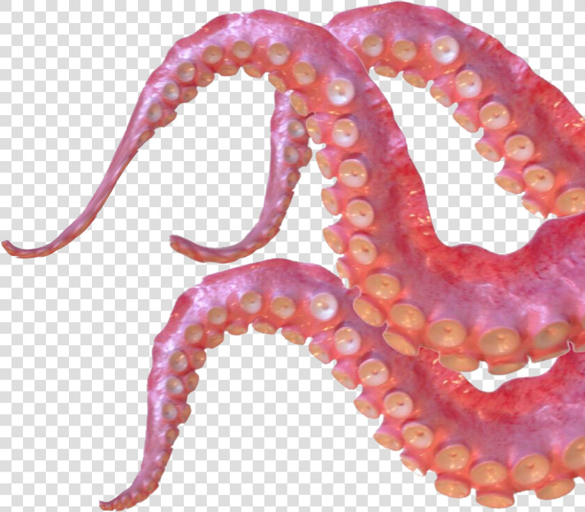 Giant Pacific Octopus   Png Download   Octopus Tentacles Png  Transparent PngTransparent PNG