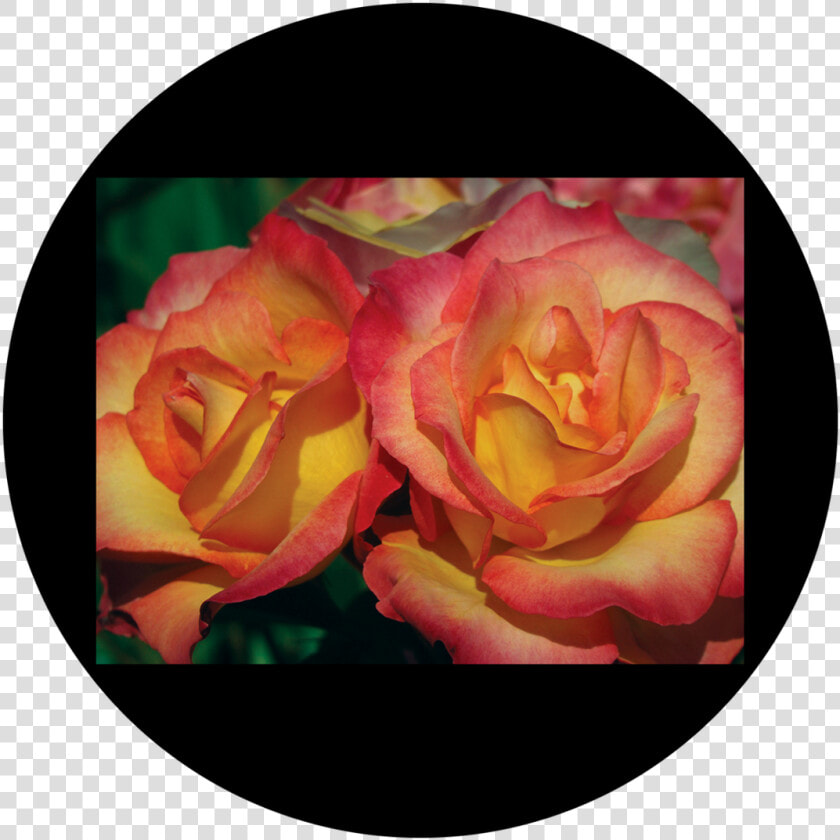 Apollo D   Antonakos   Amber Rose   Csds 8025   Garden Roses  HD Png DownloadTransparent PNG