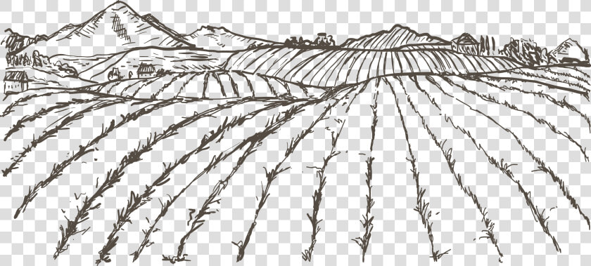 Transparent Rice Plant Clipart   Sketch Agriculture Drawings Easy  HD Png DownloadTransparent PNG