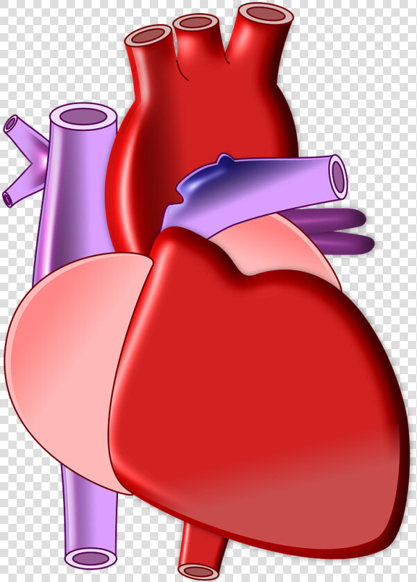 Heart  Biology  Organ  Medical  Health  Body   Heart Radical In Chinese  HD Png DownloadTransparent PNG