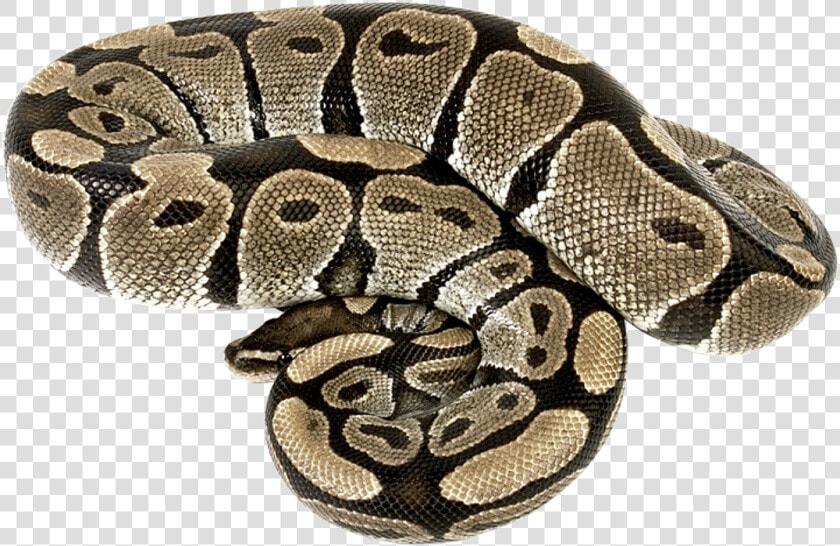 Boa Constrictor Png  Transparent PngTransparent PNG
