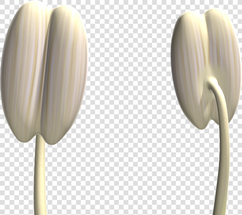 Still Life Photography  HD Png DownloadTransparent PNG