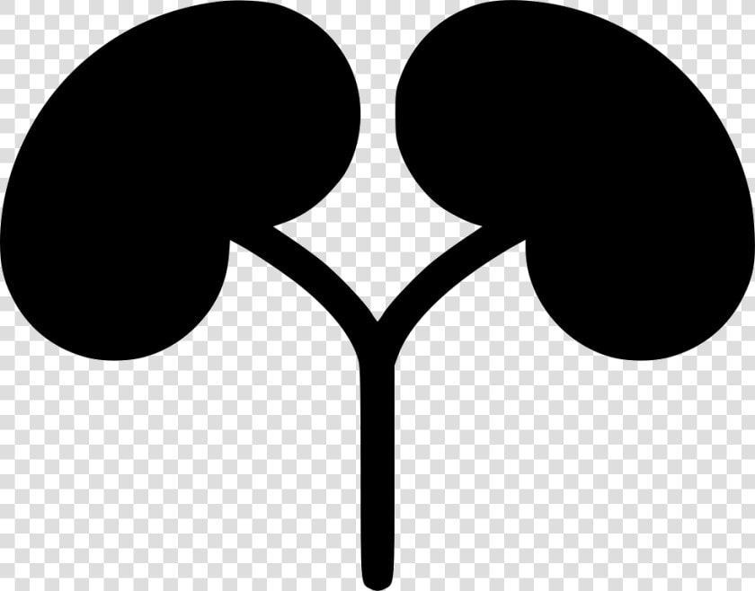 Kidneys   Illustration  HD Png DownloadTransparent PNG