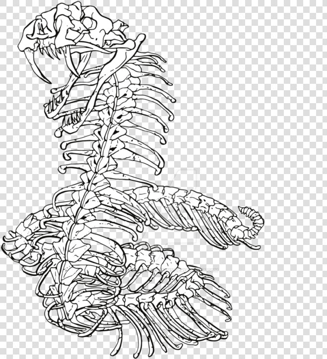 752 X 1063   Snake Skeleton Line Drawings  HD Png DownloadTransparent PNG