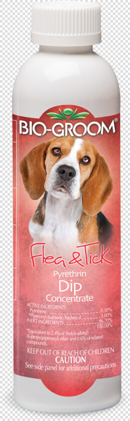 Beagle  HD Png DownloadTransparent PNG
