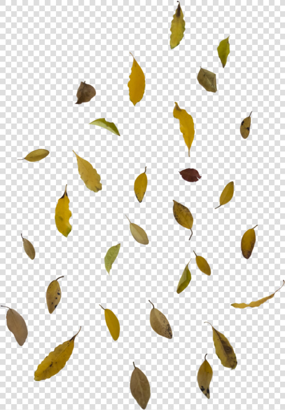 Falling Autumn Leaves Free Png Image   Falling Leaves Png Transparent  Png DownloadTransparent PNG