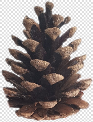 Conifer Cone  HD Png DownloadTransparent PNG