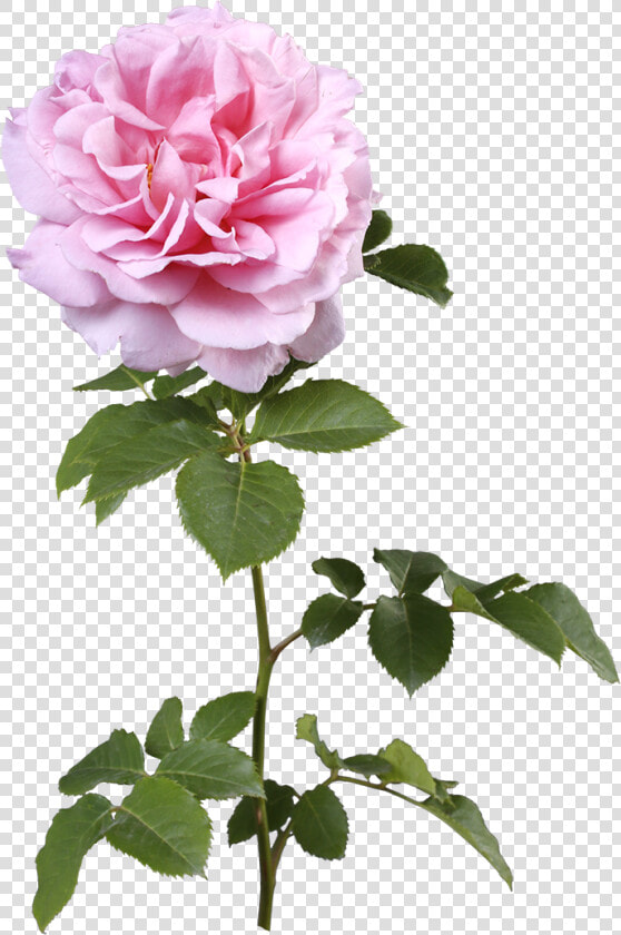 Rosa × Centifolia  HD Png DownloadTransparent PNG