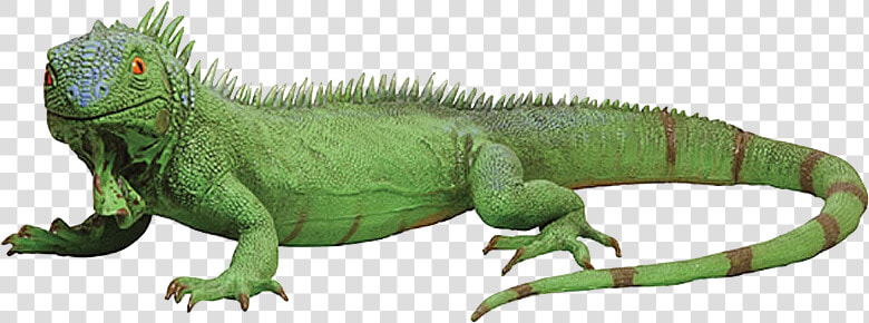 Iguana Png  Transparent PngTransparent PNG