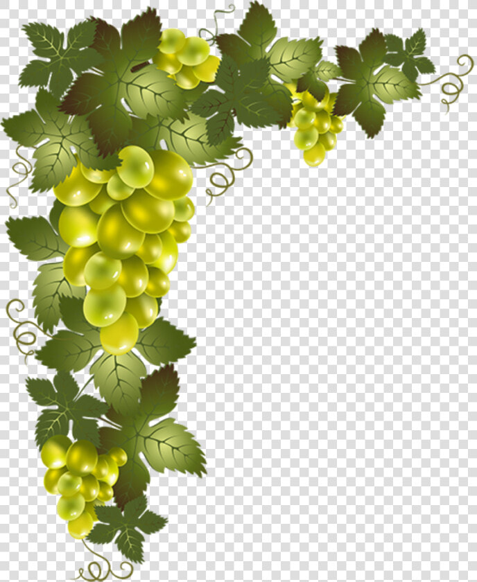Transparent Uvas Png   Grape Vine Png  Png DownloadTransparent PNG