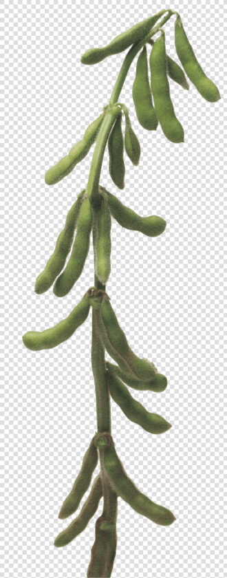 Soybean Stalk  HD Png DownloadTransparent PNG