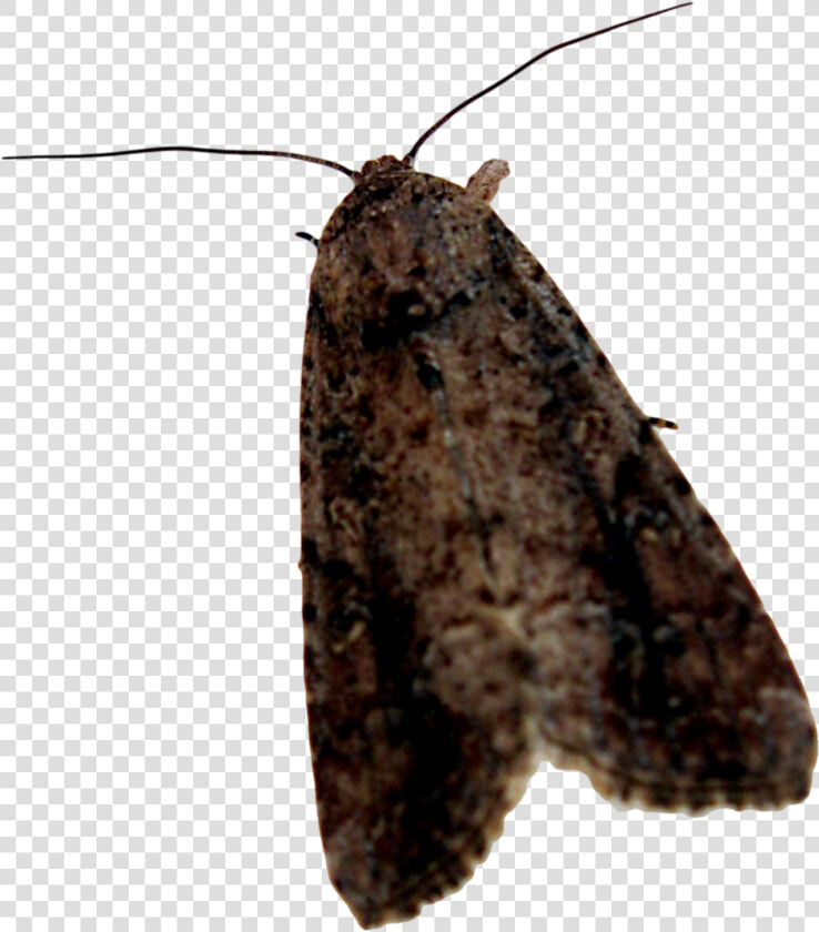 Moth Png Background Image   Moth Transparent Background  Png DownloadTransparent PNG
