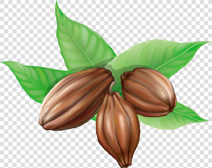 Cacao Png   Cocoa Beans Clipart  Transparent PngTransparent PNG
