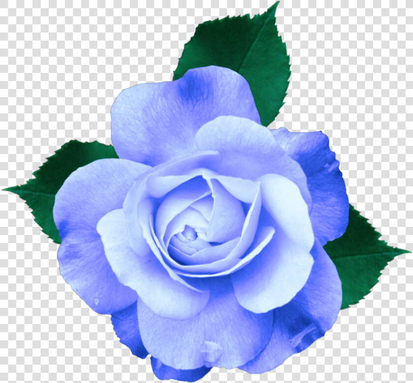  mq  blue  rose  roses  flowers   Transparent Background Purple Flower Transparent  HD Png DownloadTransparent PNG