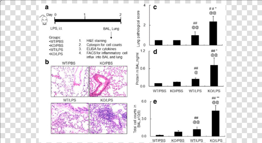 Lack Of Socs3 Induced More Severe Acute Lung Injury   Lps Induced Inflammation In Lung And Facs Analysis  HD Png DownloadTransparent PNG