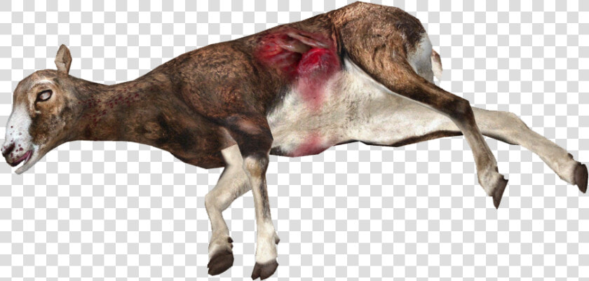 Dead Mufflon Sheep   Dead Deer Transparent Background  HD Png DownloadTransparent PNG