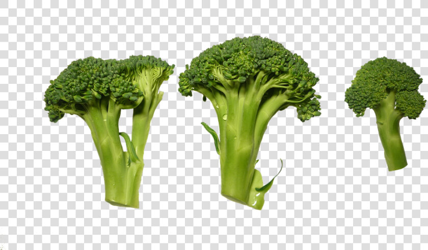 Broccoli  Clippings  Vegetables   Verduras Png  Transparent PngTransparent PNG