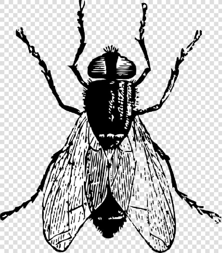 Ghostface Drawing Bug Graphic Royalty Free   Fly In Black And White  HD Png DownloadTransparent PNG