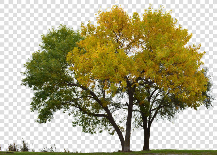 Transparent Arbol Png Transparente   Arvores Sem Fundo  Png DownloadTransparent PNG