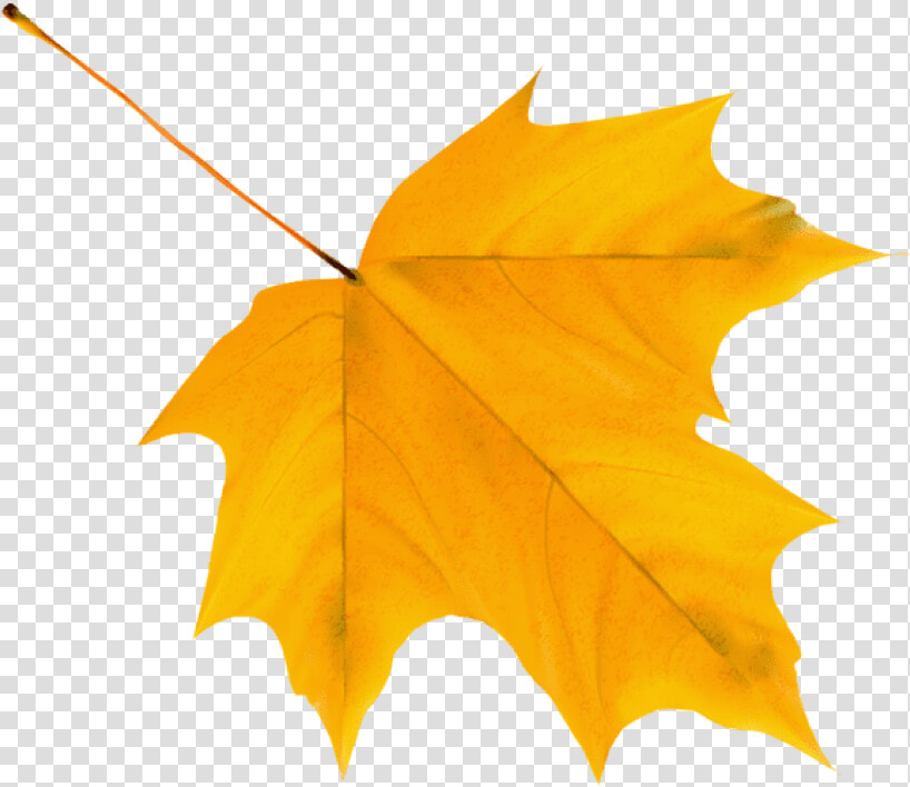 Download Yellow Autumn Leaf Clipart Png Photo   Yellow Autumn Leaf Clipart  Transparent PngTransparent PNG