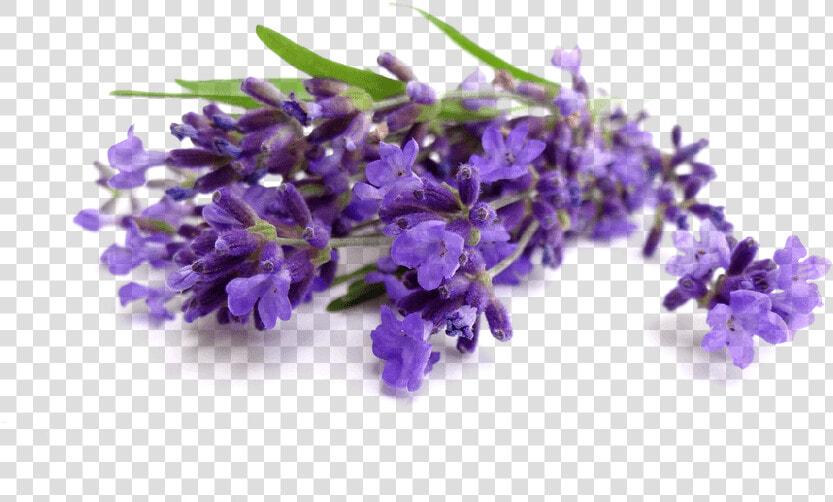 81  Lavender  Png V   Lavender Water On Face  Transparent PngTransparent PNG