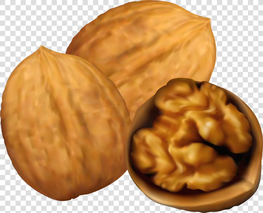 Collection Of 14 Free Nut Clipart Art Bill Clipart   Walnuts Clipart  HD Png DownloadTransparent PNG