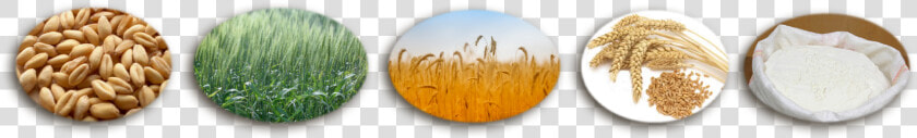 Seeds To Wheat Flour Process  HD Png DownloadTransparent PNG
