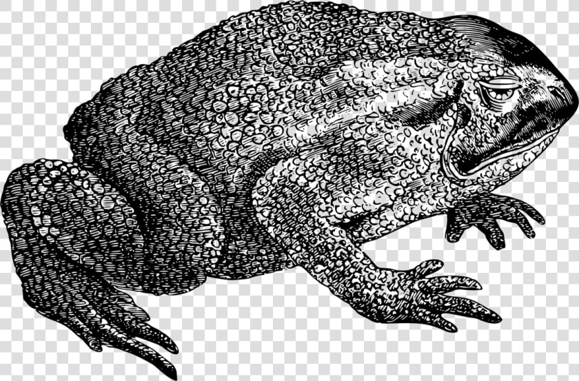 Reptile art toad   Frog  HD Png DownloadTransparent PNG