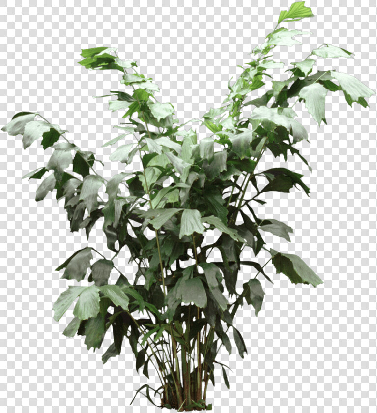 Fishtail Palm   Houseplant   Houseplant  HD Png DownloadTransparent PNG