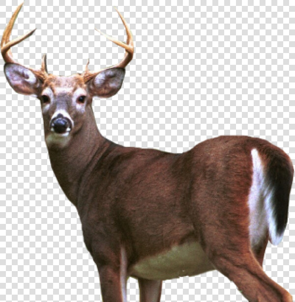 Deer Png Half Size   White Tailed Deer Transparent  Png DownloadTransparent PNG