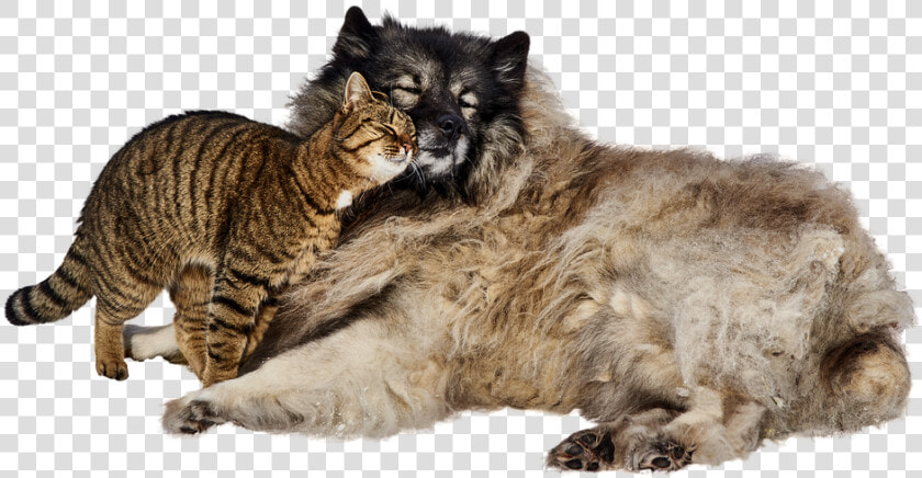 El Perro Y El Gato  Lindo  Mascotas  Amistad  Dulce   Wild Cats And Dogs  HD Png DownloadTransparent PNG