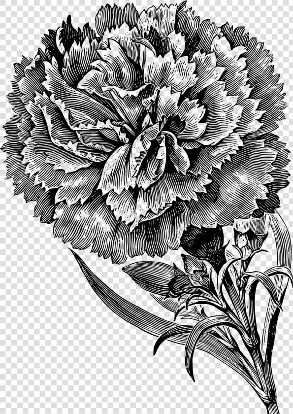 Carnation   Carnation Flower Black And White  HD Png DownloadTransparent PNG