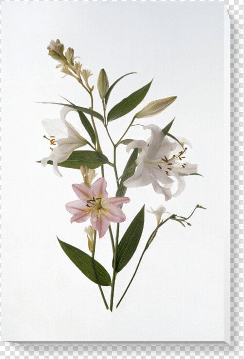 Oleander  HD Png DownloadTransparent PNG