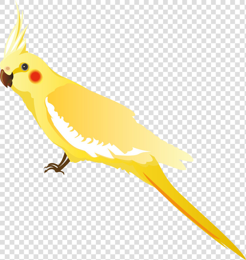 Yellow Parrot Png Clipart   Png Transparent Yellow Parrot  Png DownloadTransparent PNG
