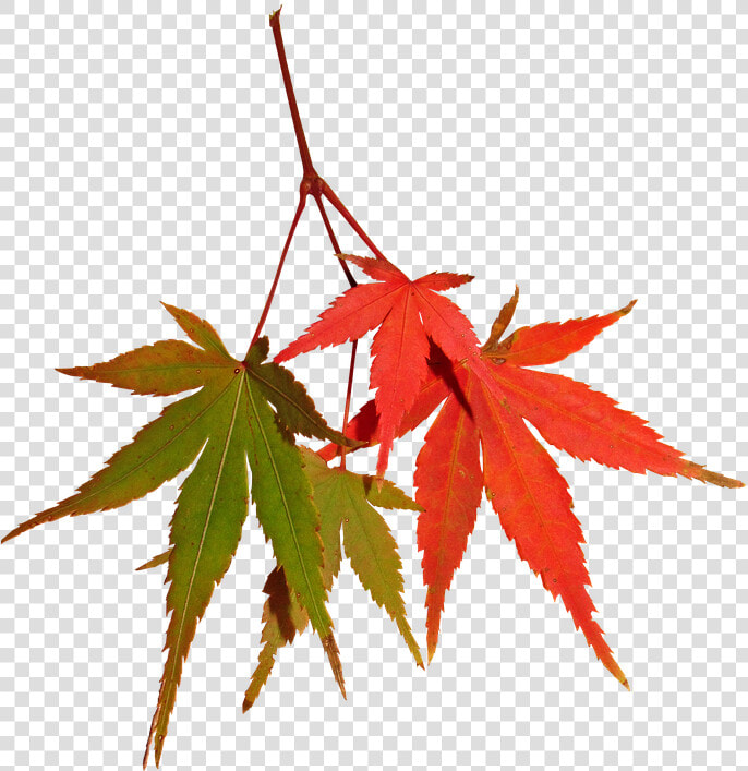 Leaves  Autumn  Fall  Maple  Tree  Nature   Maple Leaf  HD Png DownloadTransparent PNG