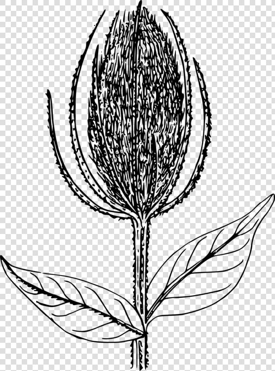 Botany plant flower   Illustration  HD Png DownloadTransparent PNG