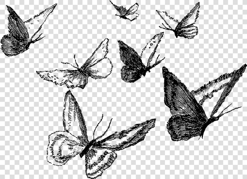 Clipart Black And White Ankle Drawing Pencil   Butterfly Pencil Drawing Png  Transparent PngTransparent PNG