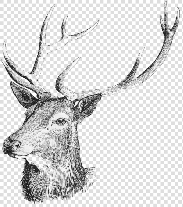 Deer Head Png Free Download   Deer Head Deer Transparent Background  Png DownloadTransparent PNG