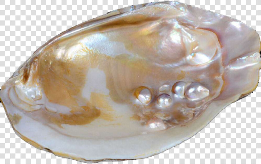 Pearl Oyster Png  Transparent PngTransparent PNG