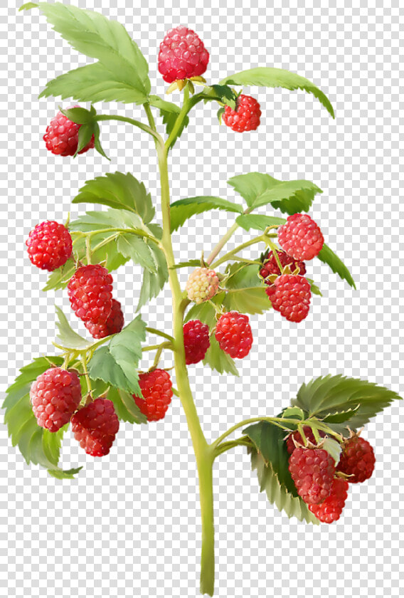 Strawberry Plant Png   Png Download   Raspberry Plant Png  Transparent PngTransparent PNG