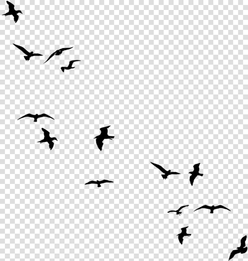 Bird Flight Silhouette Drawing Flock   Birds For Double Exposure  HD Png DownloadTransparent PNG