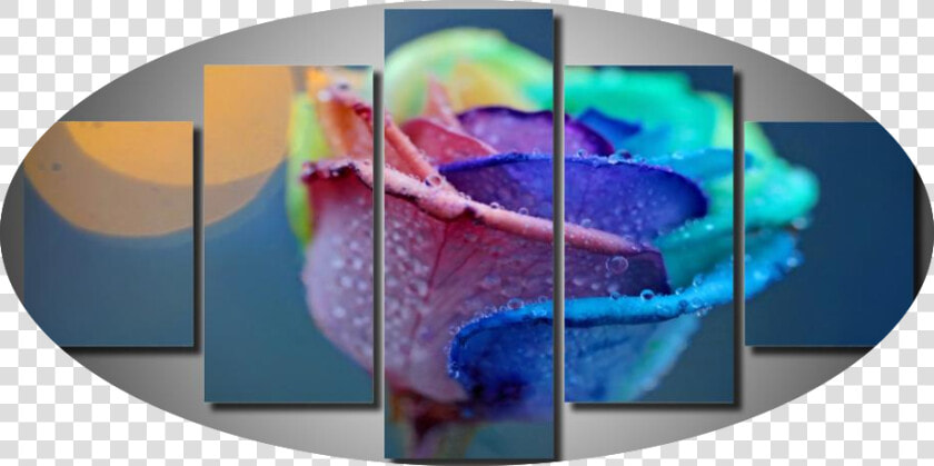 The Receiving Rose   Vard Caxik  HD Png DownloadTransparent PNG