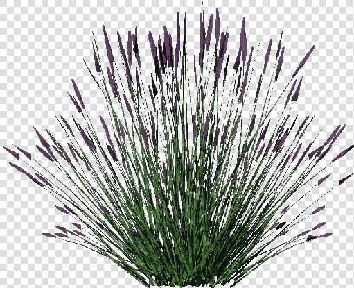 3d Bushes   Lavanda   Acca Software   Lavender Plant Png  Transparent PngTransparent PNG