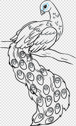 How To Draw Peacock   Drawing Of Peacock Bird  HD Png DownloadTransparent PNG