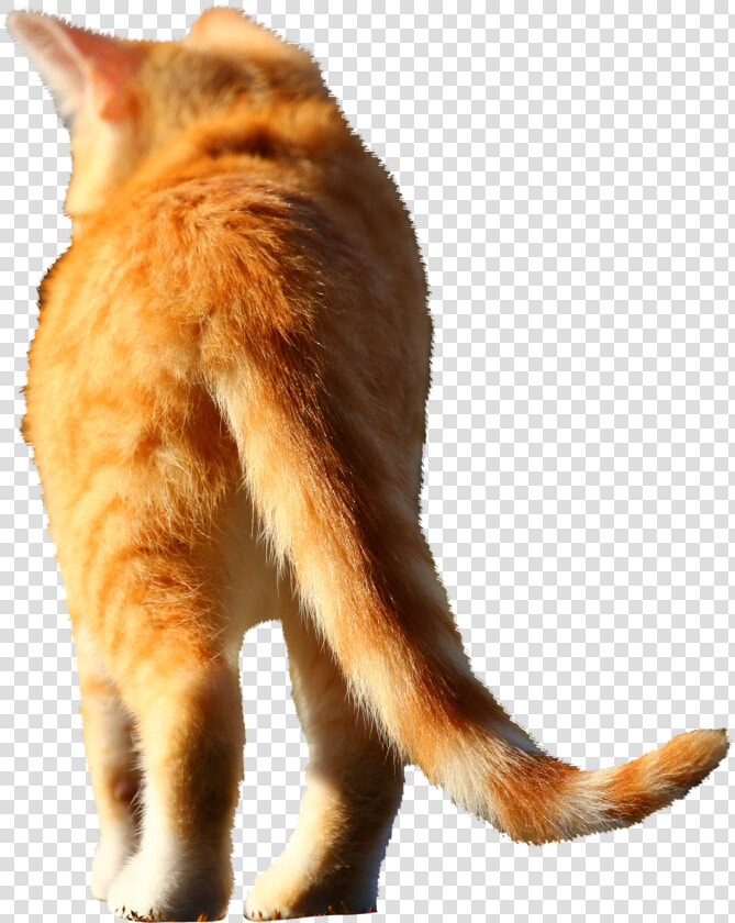 Cat Jumps  HD Png DownloadTransparent PNG